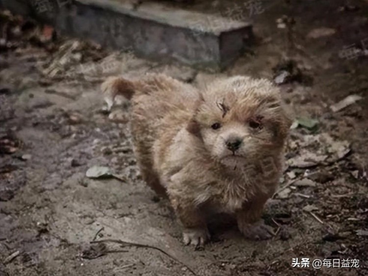 把一只小狗从垃圾堆里捡起来，原本想带回家洗澡，结果却差一点害了它