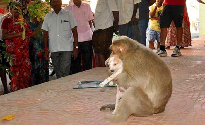 猴妈妈驱赶恶犬护小狗带上树后当猴宝照顾组建跨种族新家庭！