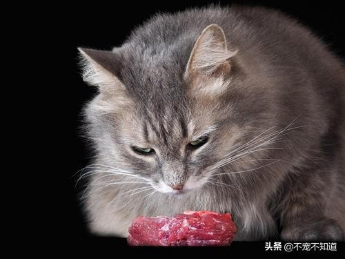 养猫小科普——生骨肉喂食大法~各位宠主了解一下