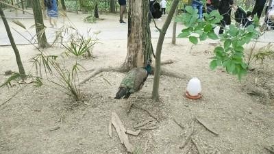扬州动物园孔雀毛被游客拔光